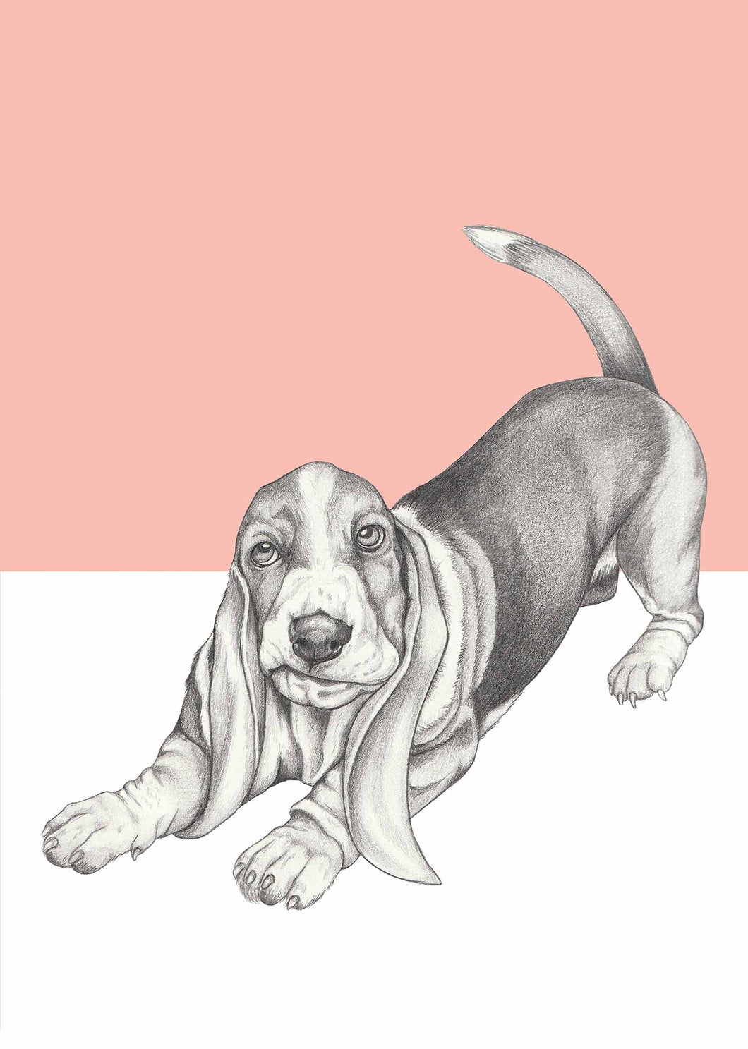 Basset Hound