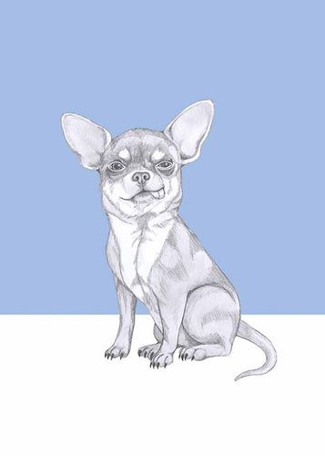 chihuahua